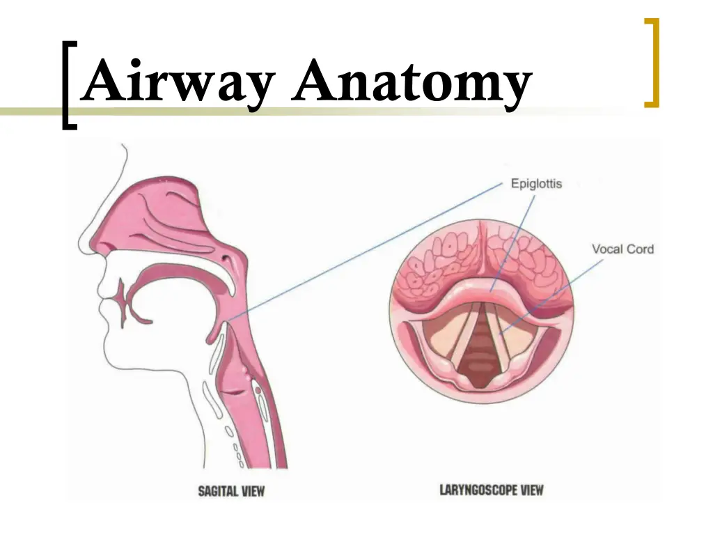 airway anatomy