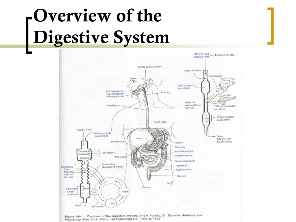 overview of the digestive system