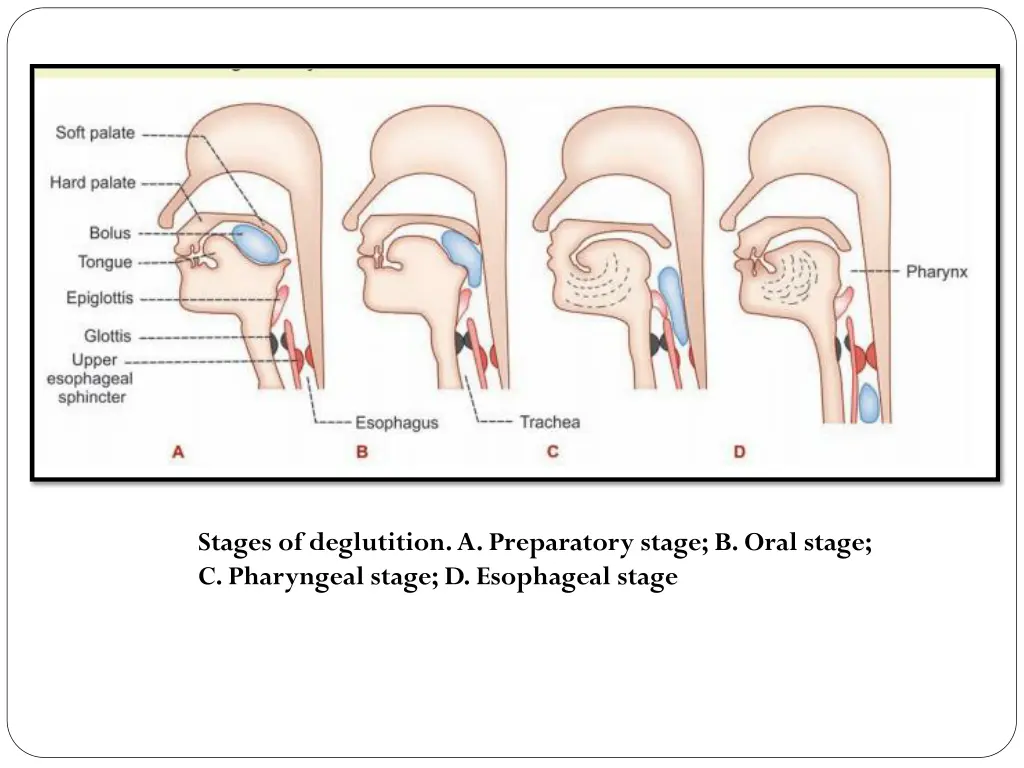 stages of deglutition a preparatory stage b oral