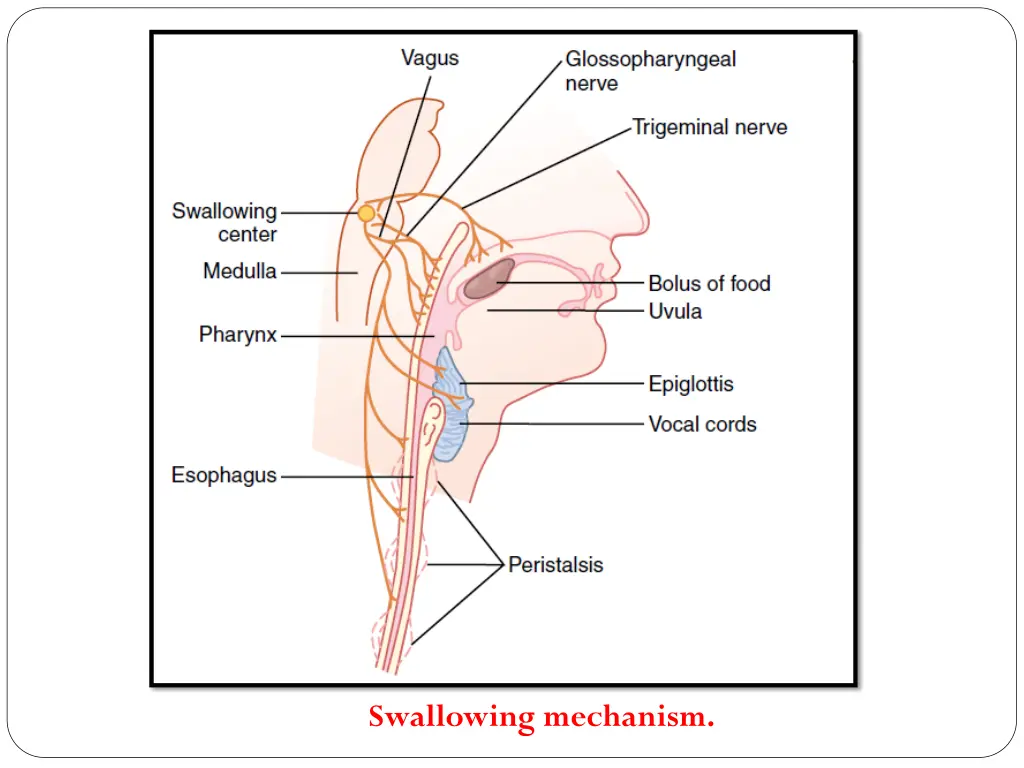 swallowing mechanism