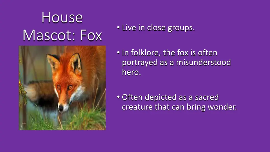 house mascot fox