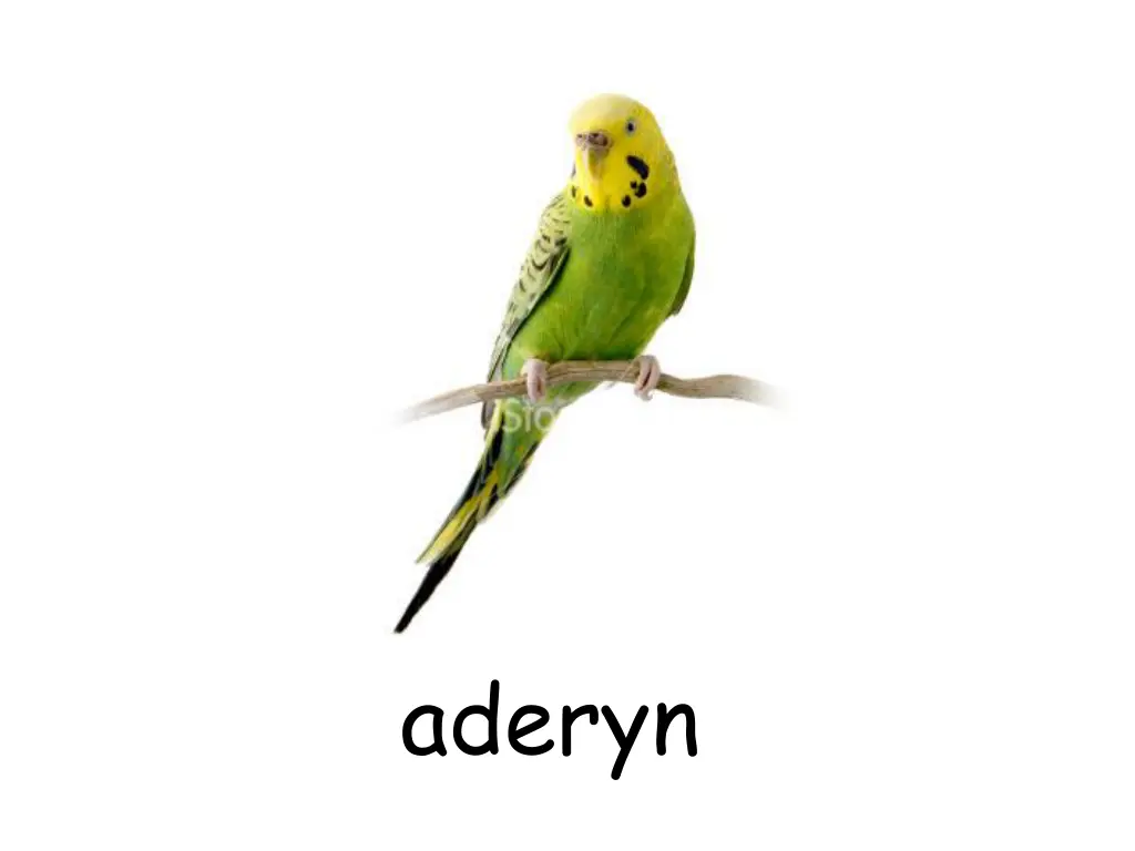 aderyn