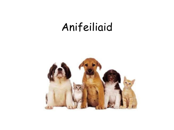 anifeiliaid