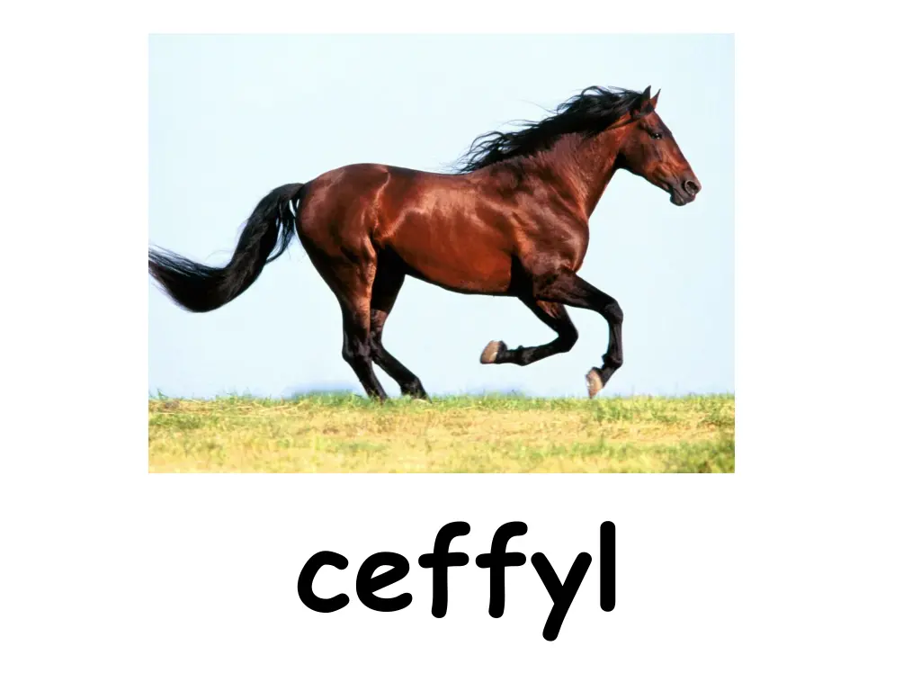 ceffyl