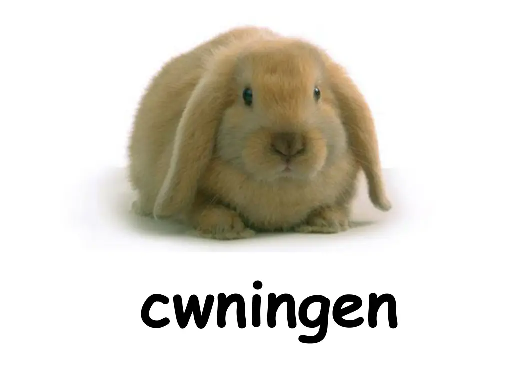 cwningen