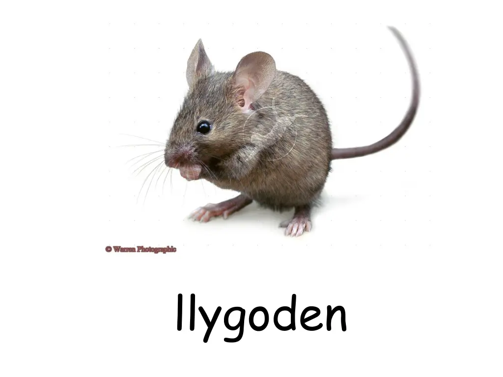 llygoden
