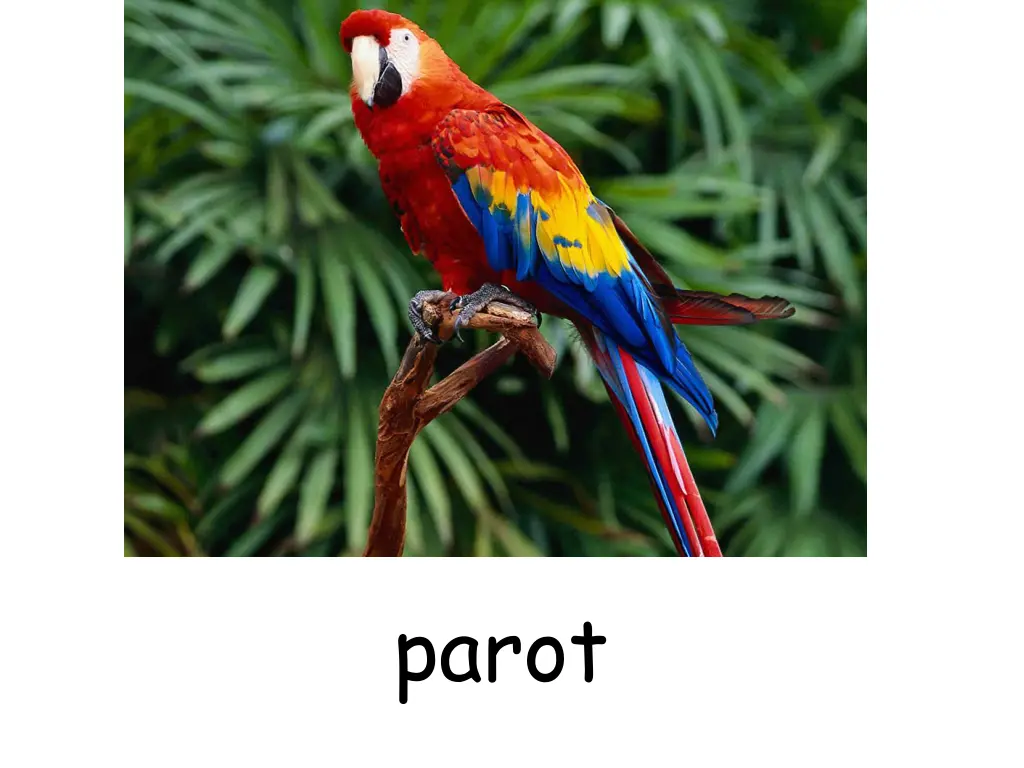 parot