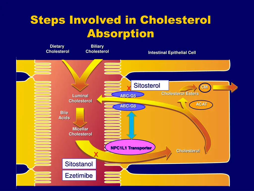 steps involved in cholesterol absorption