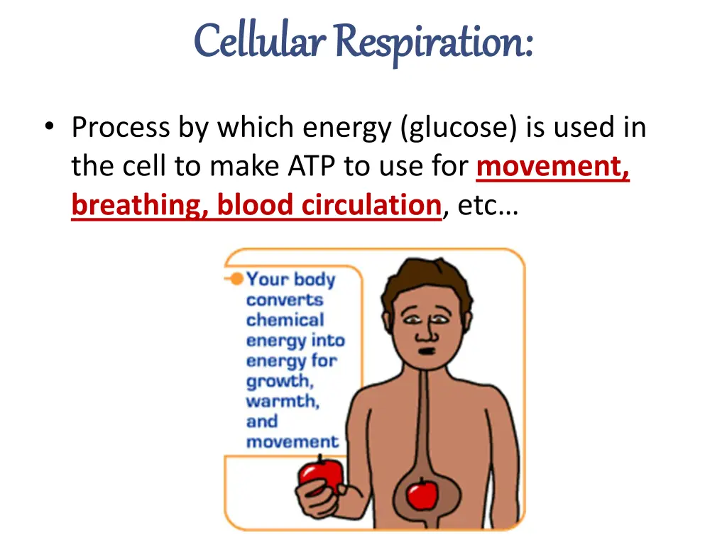 cellular respiration cellular respiration