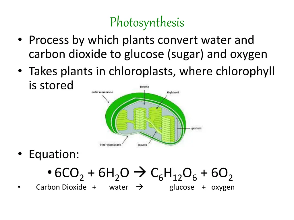 photosynthesis