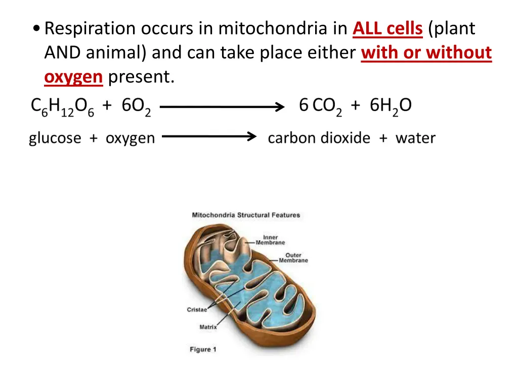 respiration occurs in mitochondria in all cells
