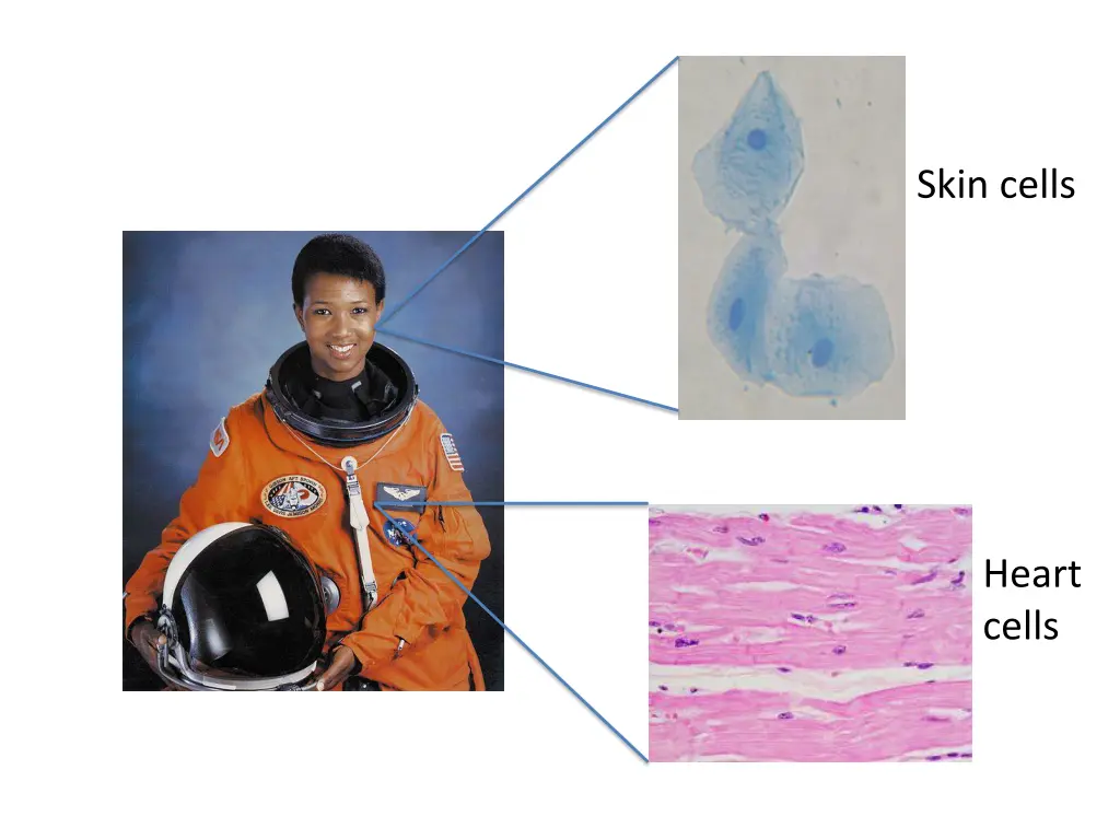 skin cells