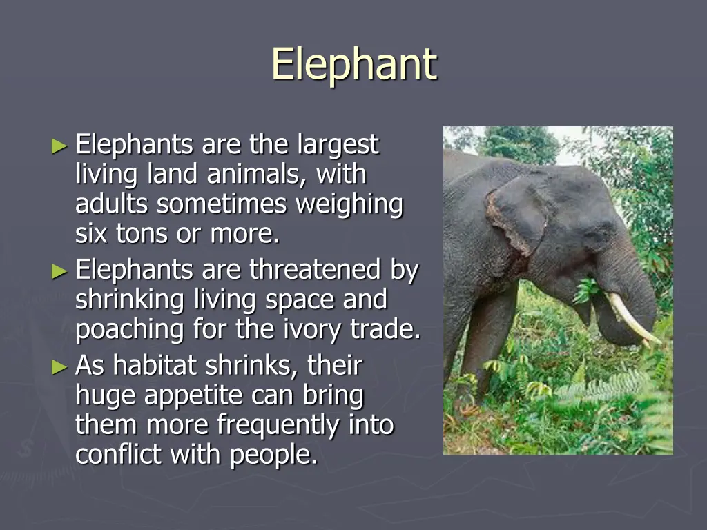 elephant