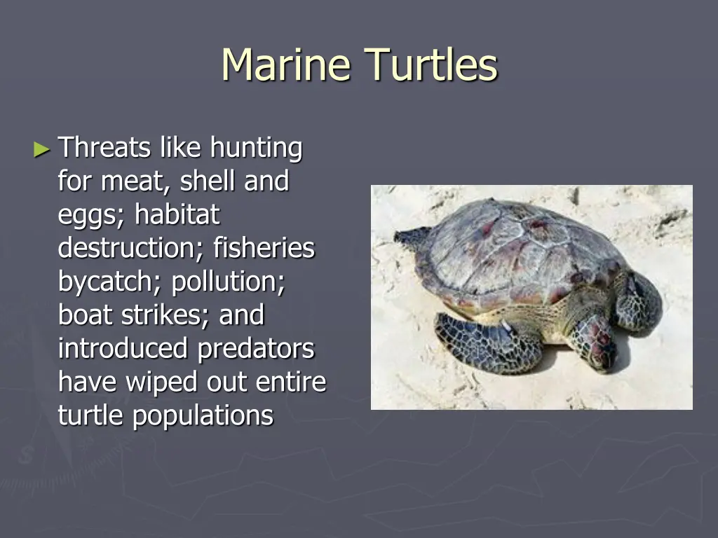 marine turtles