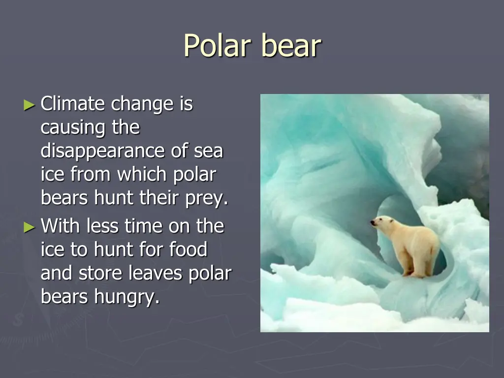 polar bear