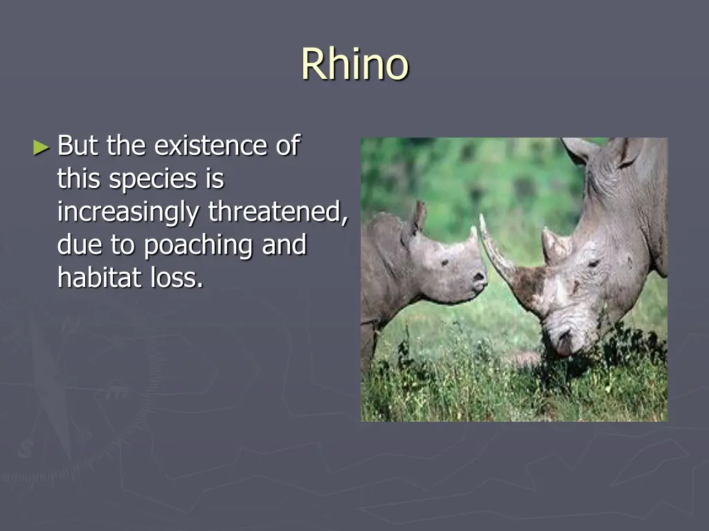 rhino