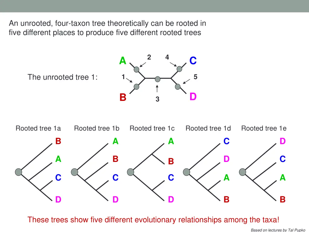 an unrooted four taxon tree theoretically