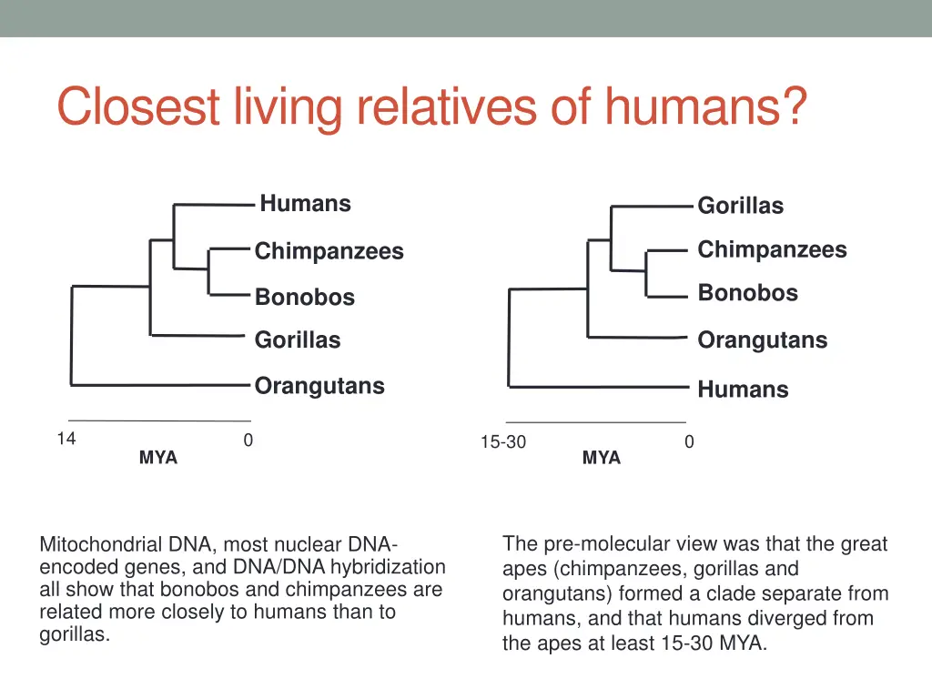 closest living relatives of humans 1