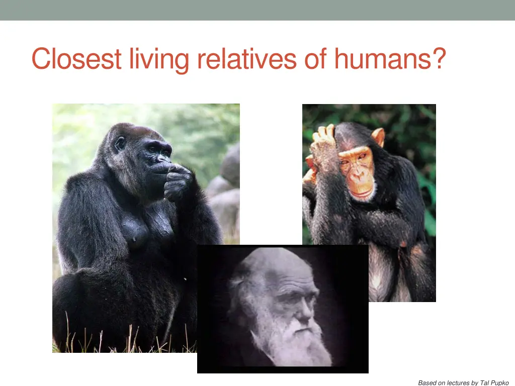 closest living relatives of humans