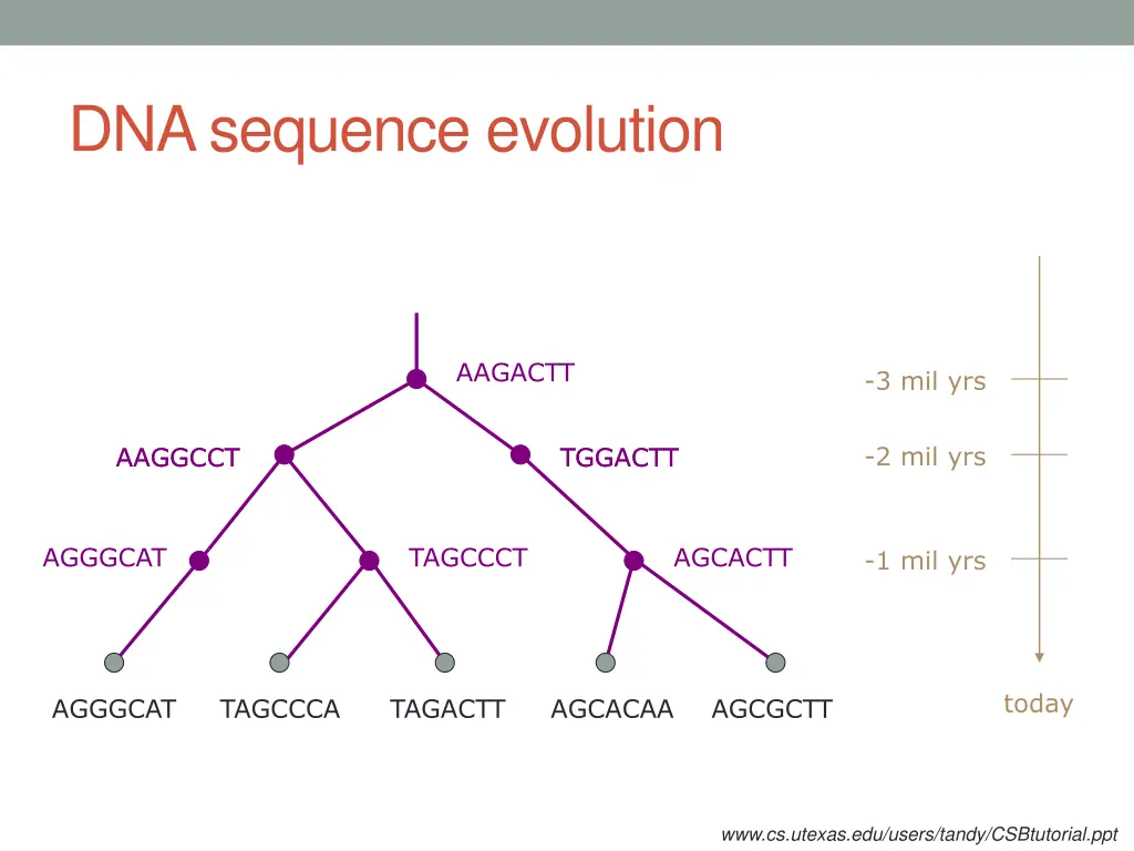 dna sequence evolution