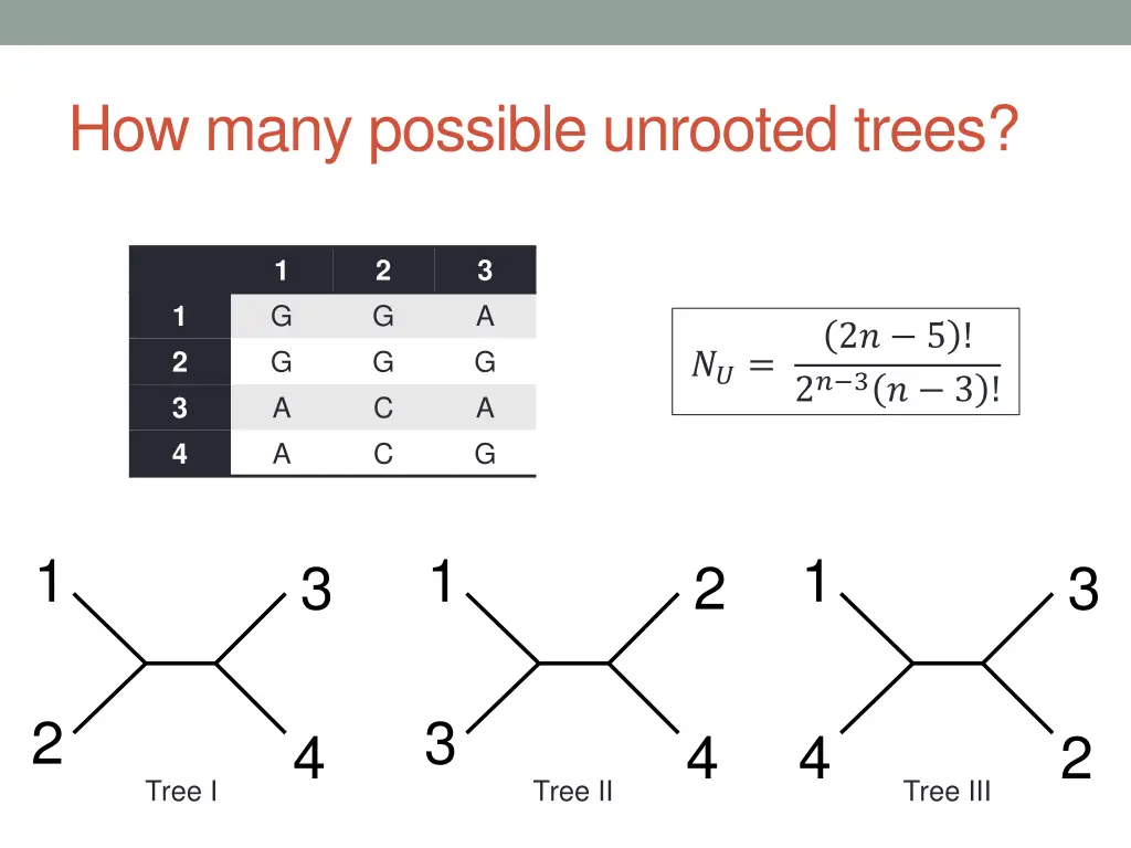how many possible unrooted trees