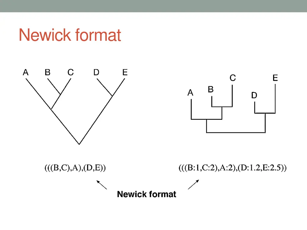 newick format