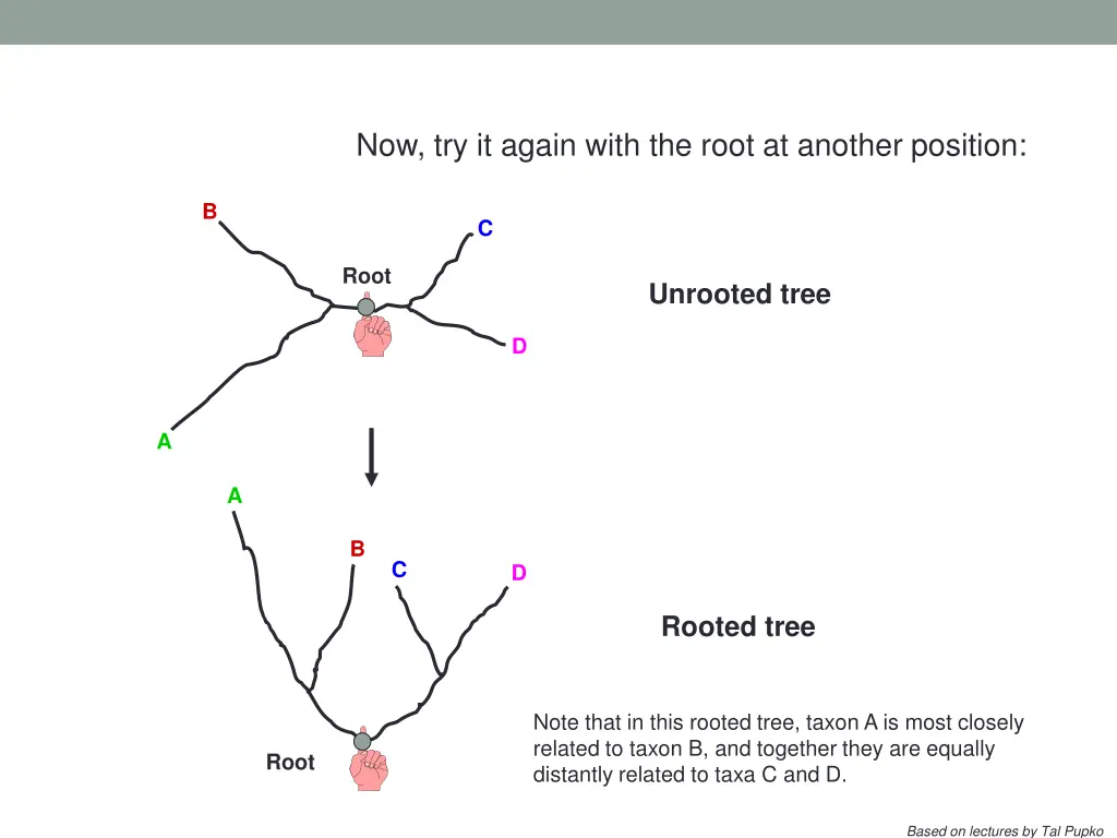 now try it again with the root at another position