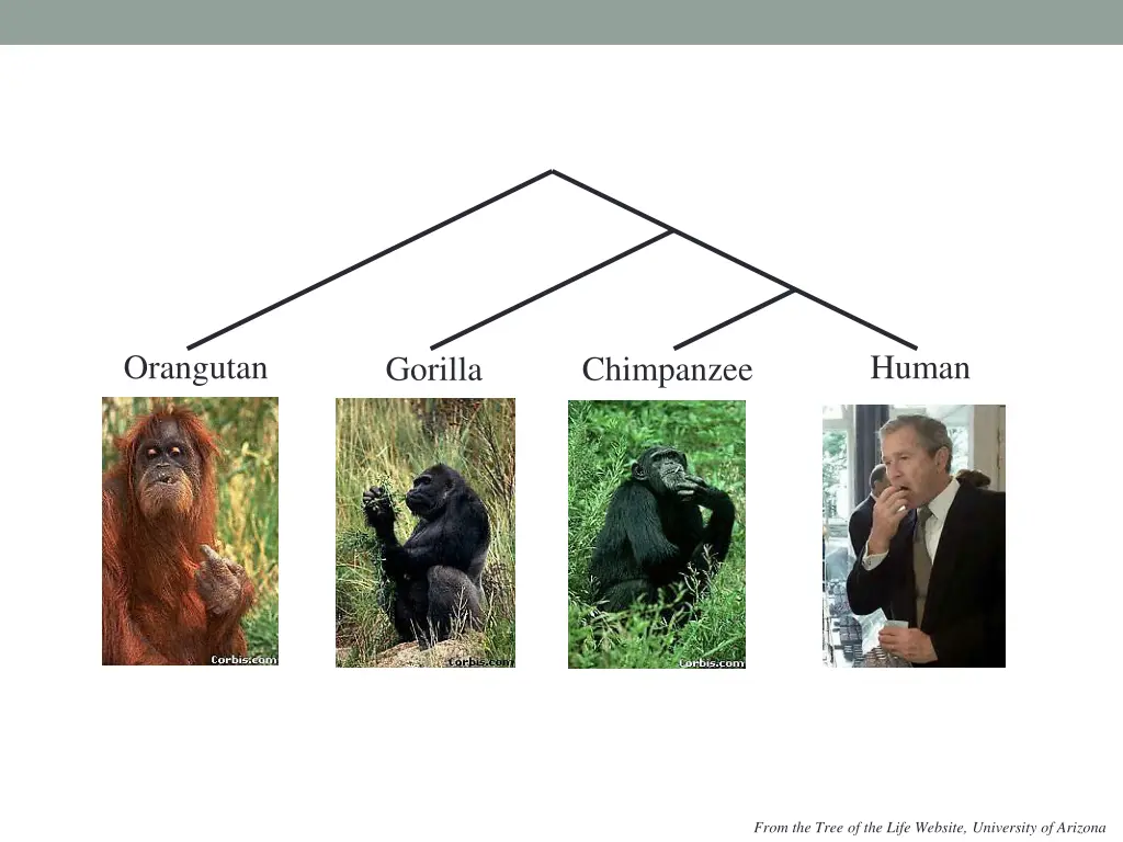 orangutan