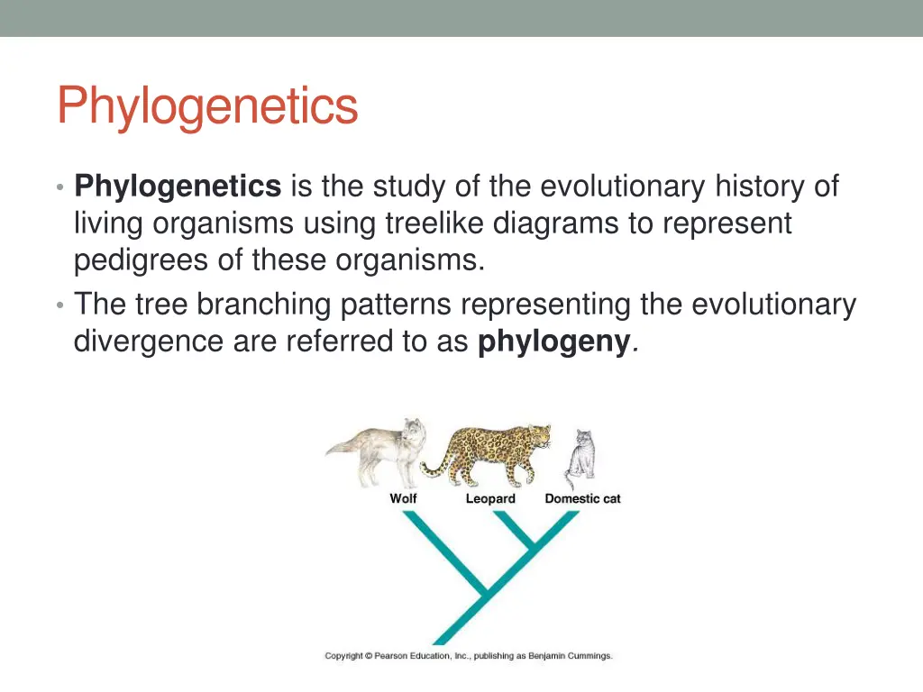 phylogenetics
