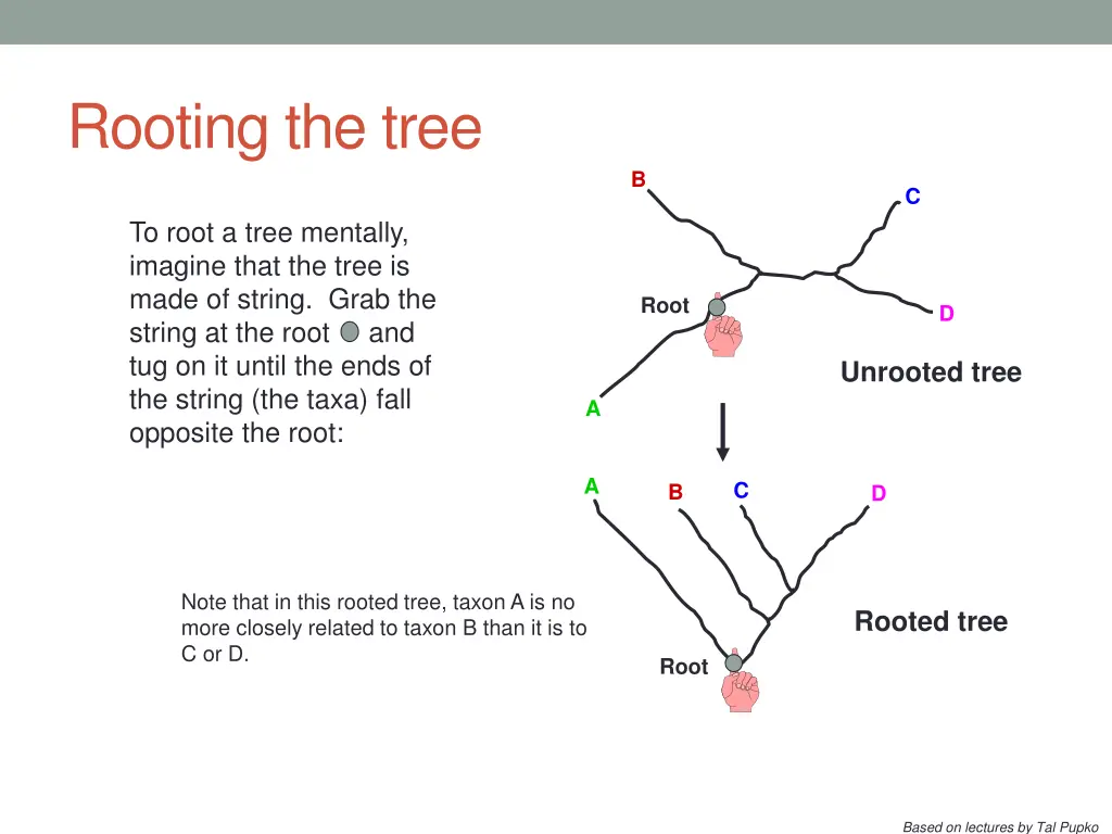rooting the tree