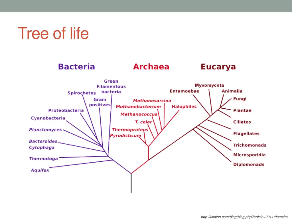 tree of life