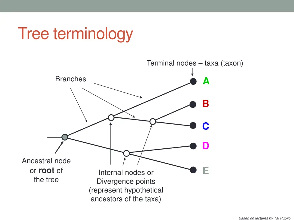 tree terminology