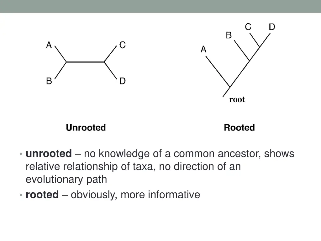 unrooted no knowledge of a common ancestor shows