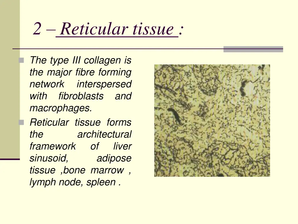 2 reticular tissue