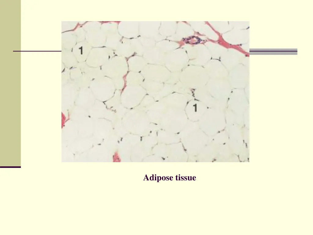 adipose tissue