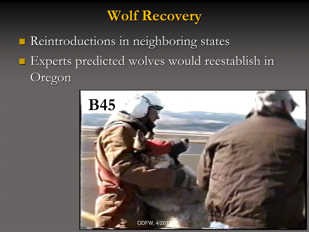 wolf recovery