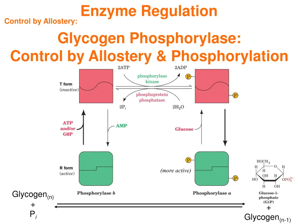 enzyme regulation 1