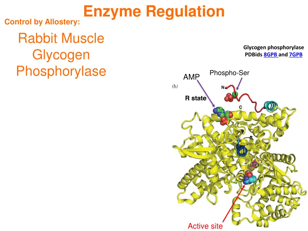 enzyme regulation 3