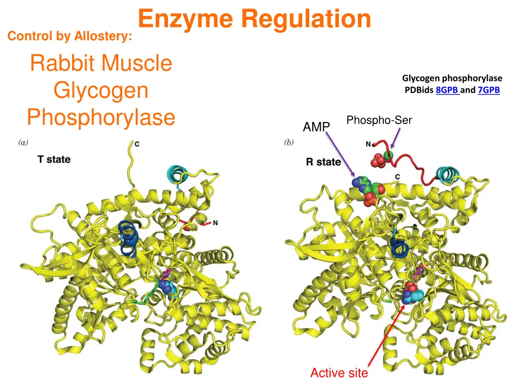 enzyme regulation 4