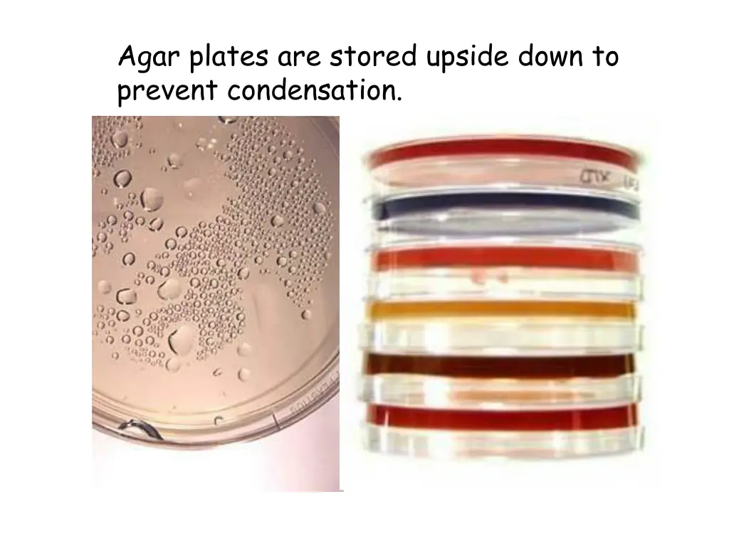 agar plates are stored upside down to prevent