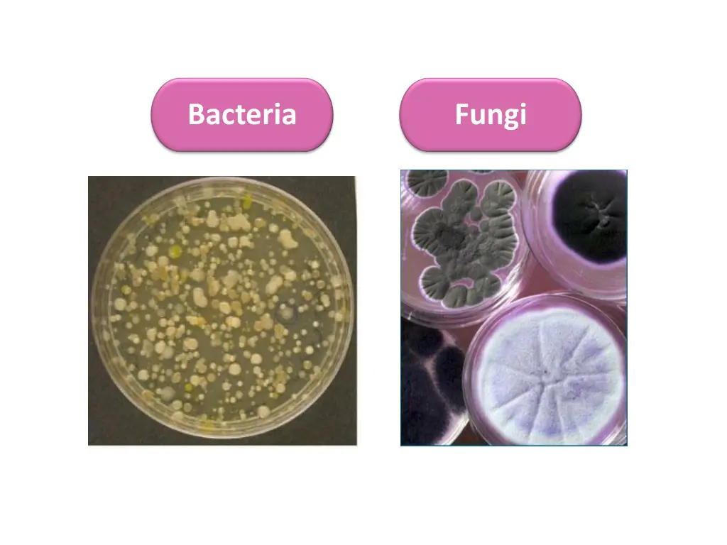 bacteria