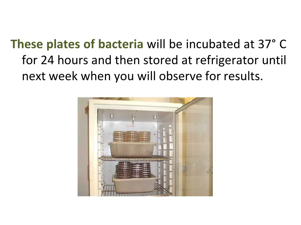 these plates of bacteria will be incubated