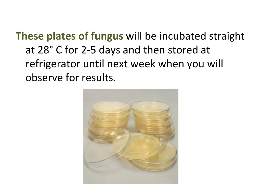these plates of fungus will be incubated straight
