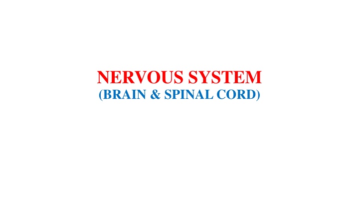 nervous system brain spinal cord