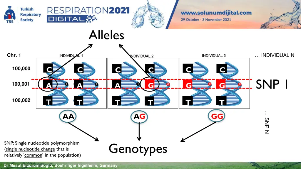 alleles