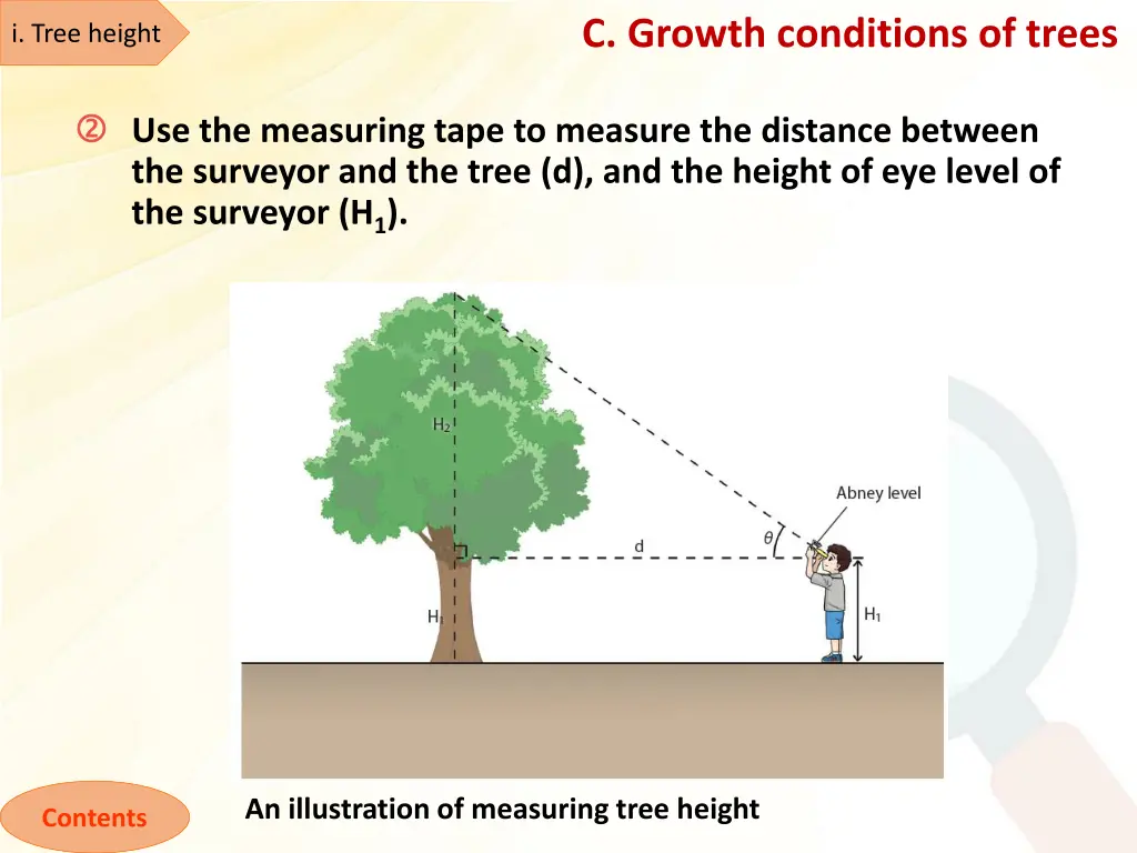 c growth conditions of trees 2