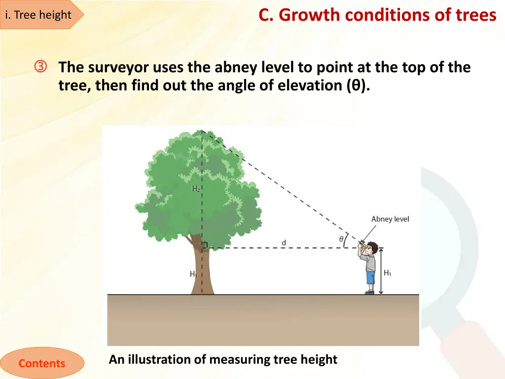 c growth conditions of trees 3