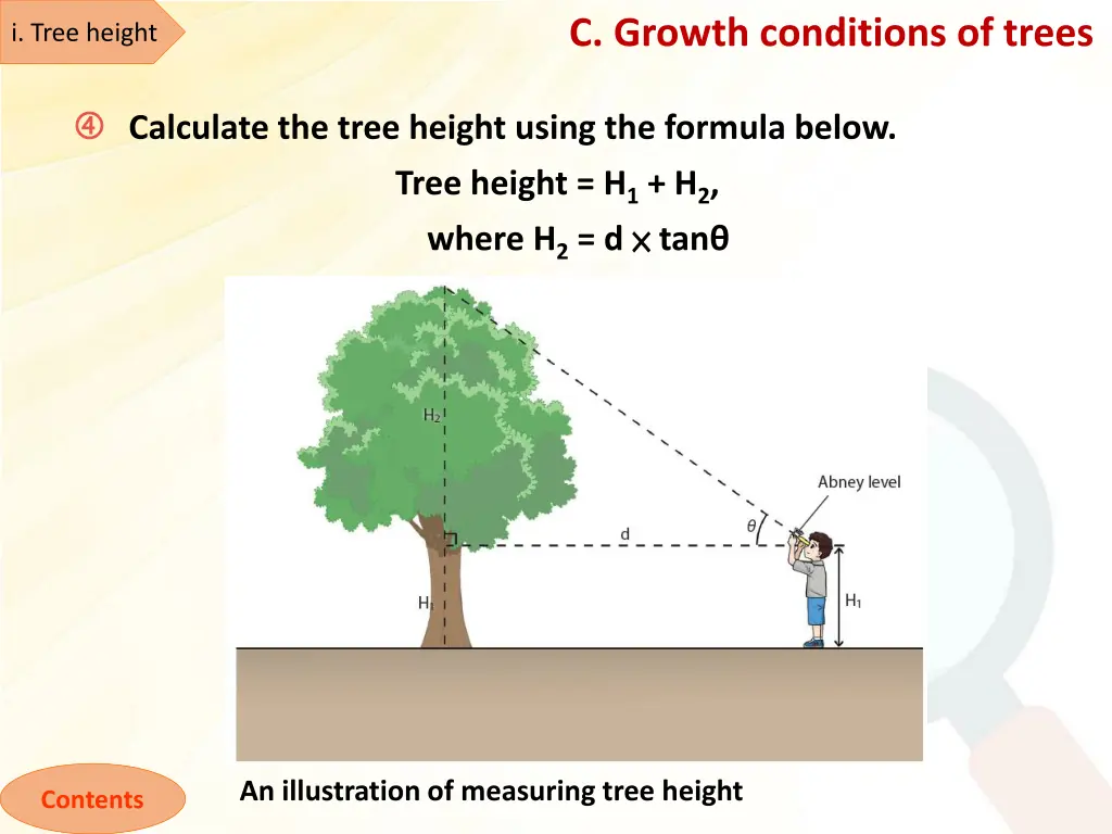 c growth conditions of trees 4
