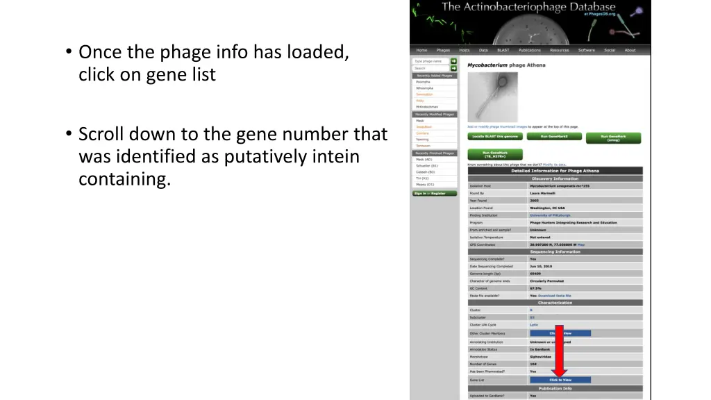 once the phage info has loaded click on gene list