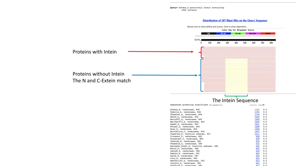 proteins with intein